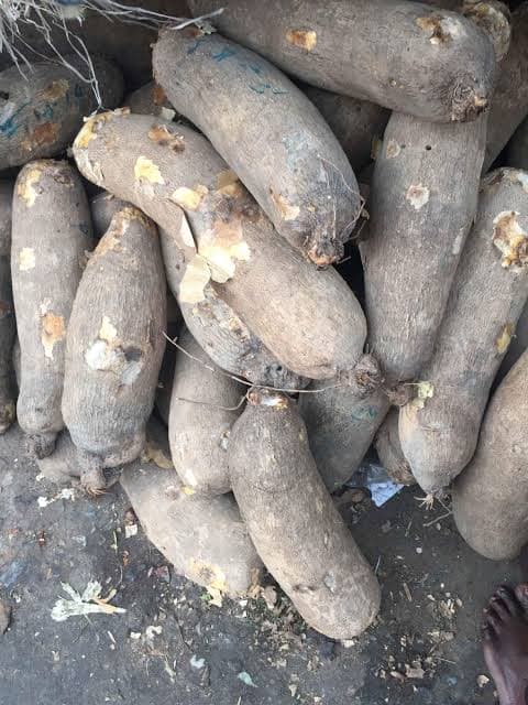 Fresh Yam