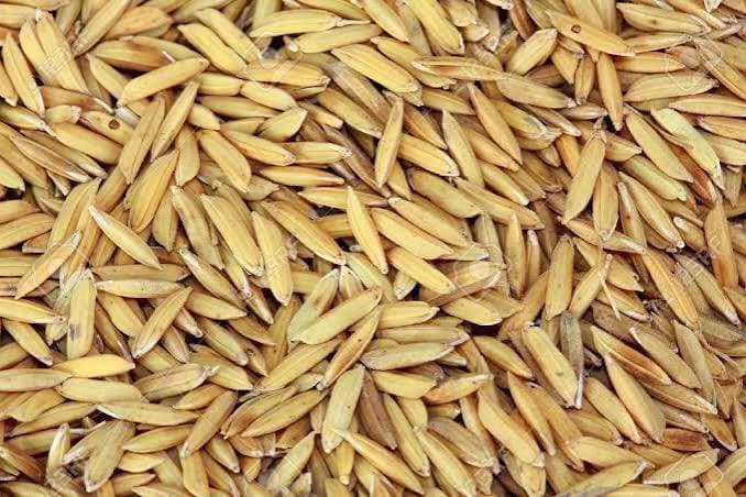 Paddy Rice — NERICA