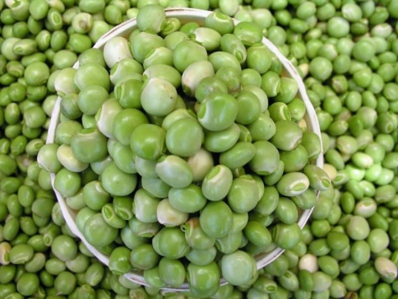 Pigeon Pea