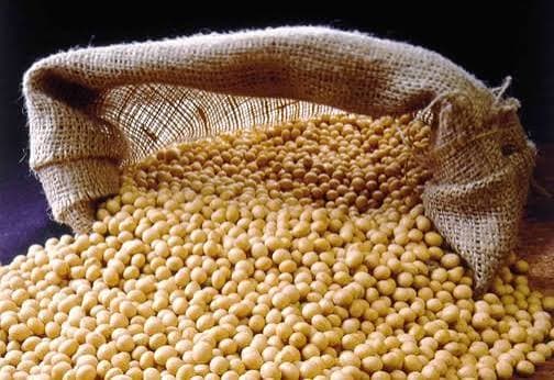 Soybean Grain