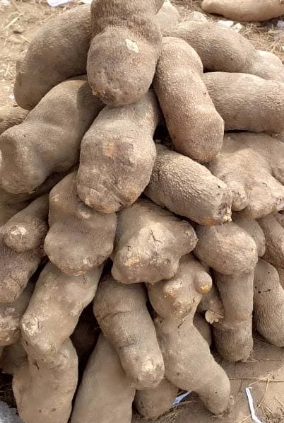 Fresh Yam