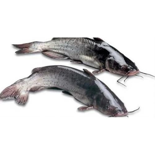 Live Catfish