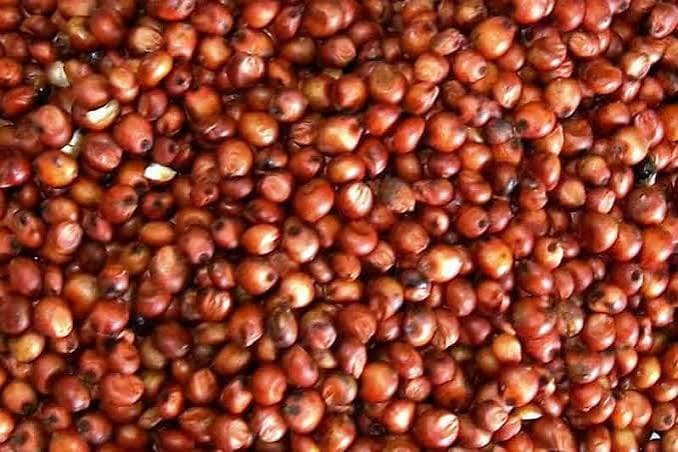 Sorghum Grain