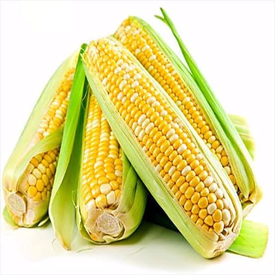 Yellow Maize — Hybrid