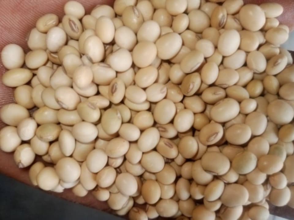 Soybean