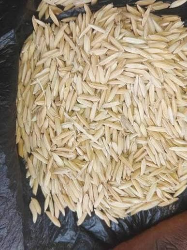 Paddy Rice