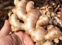 Ginger (Fresh) — White / Cream