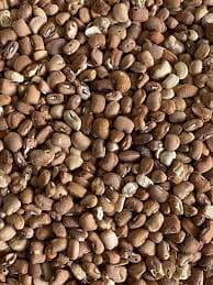Brown Beans (Honey)