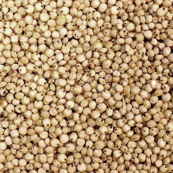 Sorghum Grain — White
