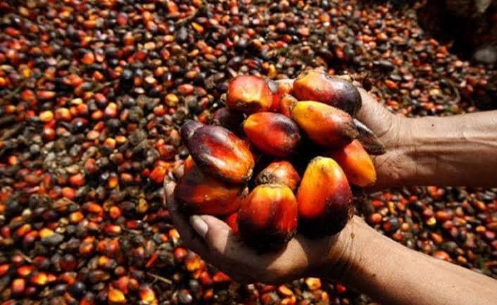 Palm Kernel — NIFOR Tenera