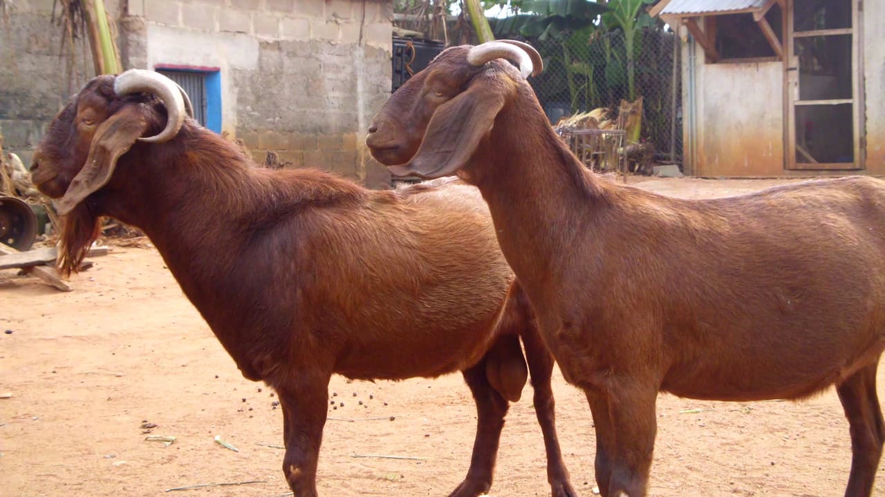 Live Goat — Sokoto Red