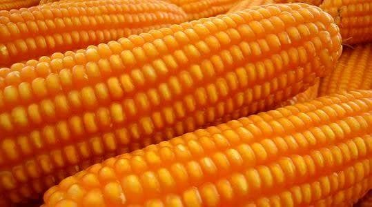 Yellow Maize